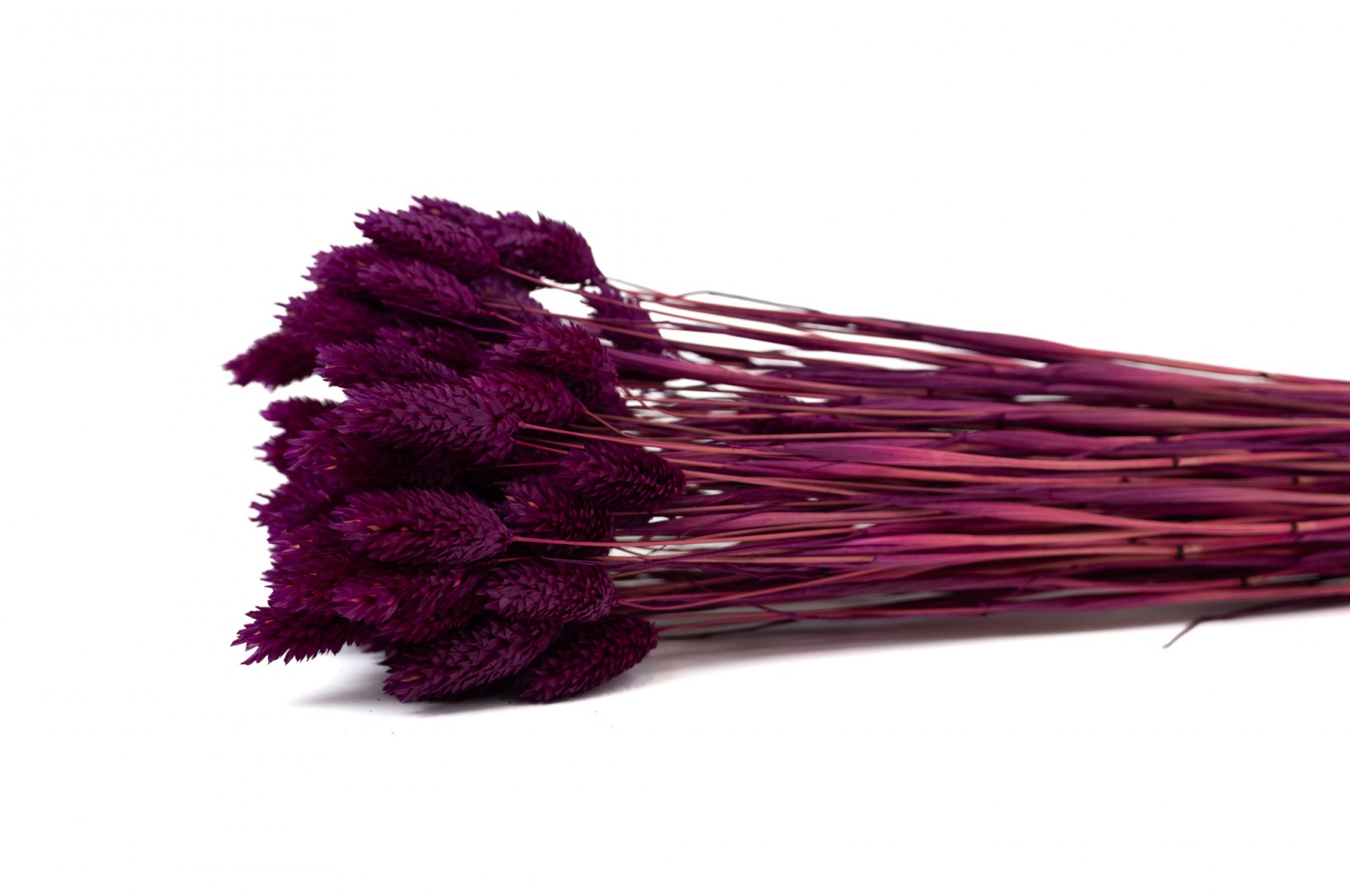 Phalaris sec│vente aux pros│Grossiste en fleurs séchées