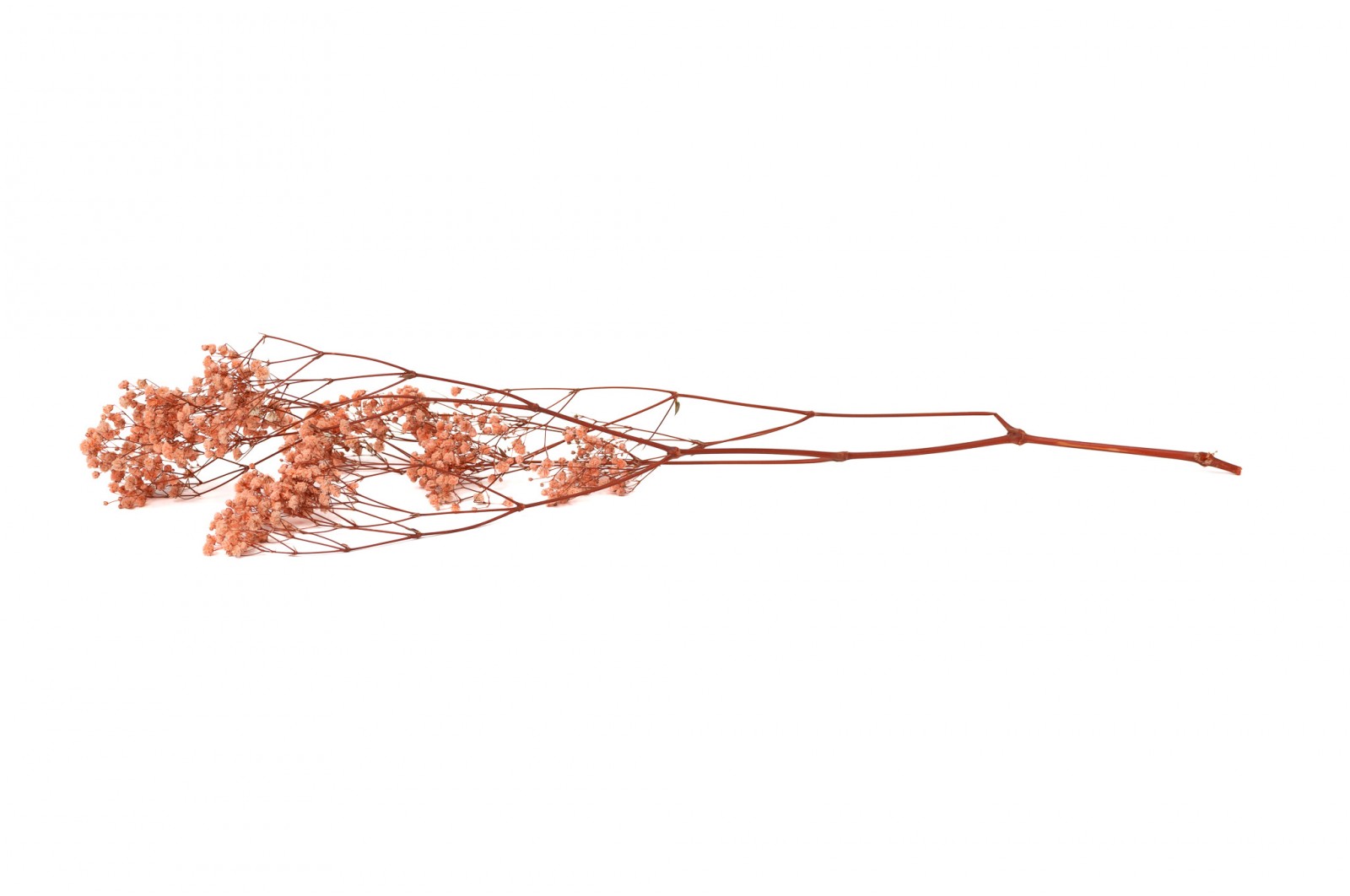 PHOCEALYS │Gypsophile stabilisé│vente aux pros│Grossiste