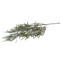 PHOCEALYS │Eucalyptus nicoly stabilisé │vente aux pros│Grossiste