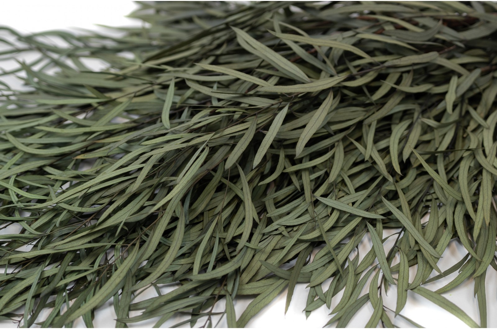 PHOCEALYS │Eucalyptus nicoly stabilisé │vente aux pros│Grossiste