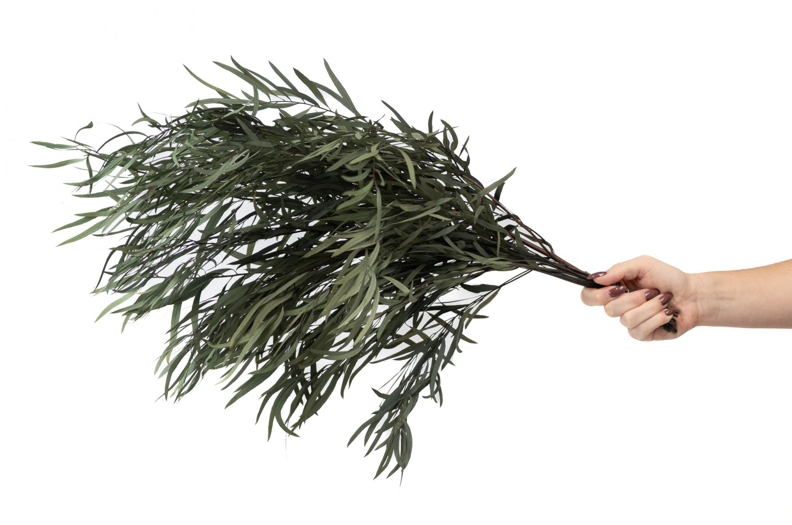 PHOCEALYS │Eucalyptus nicoly stabilisé │vente aux pros│Grossiste
