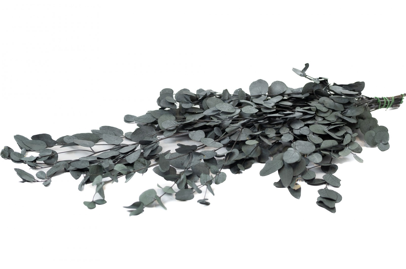 PHOCEALYS │Eucalyptus Gunni stabilisé │vente aux pros│Grossiste