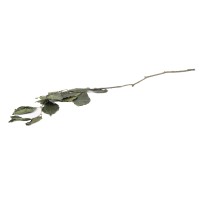 Hêtre stabilisé│vente aux pros│Grossiste en végétaux stabilisés