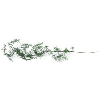 Asparagus Sprengeri stabilisé│vente aux pros│Grossiste