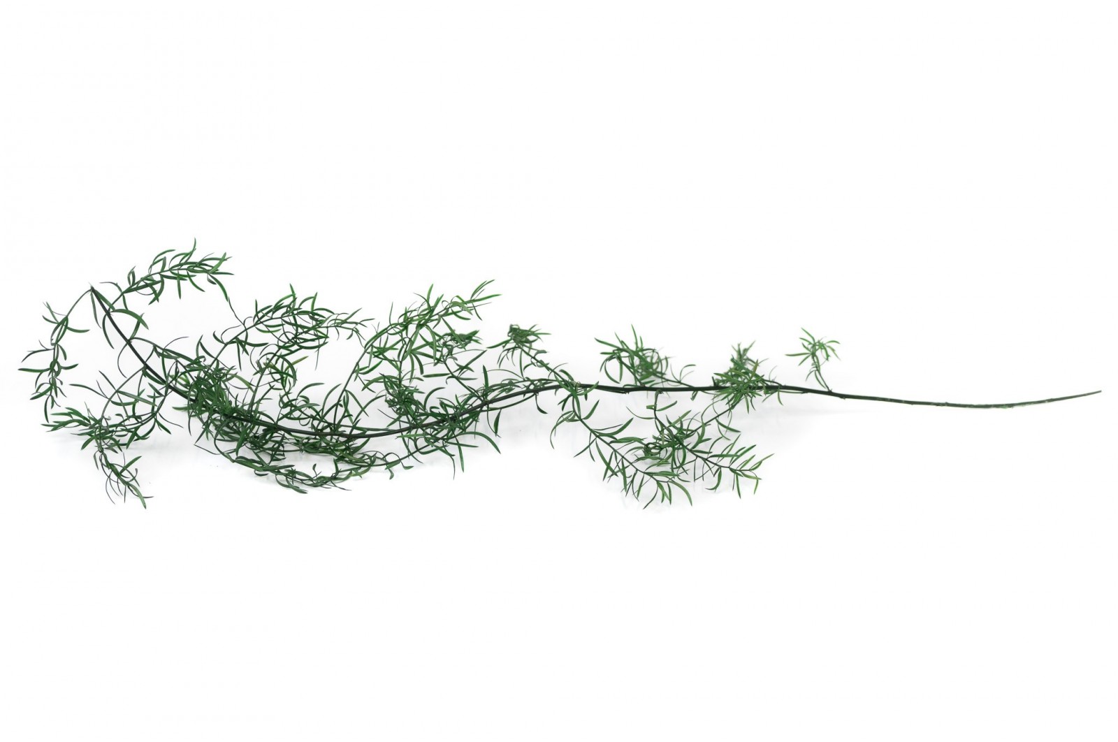 Asparagus Sprengeri stabilisé│vente aux pros│Grossiste