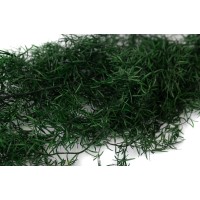 Asparagus Sprengeri stabilisé│vente aux pros│Grossiste