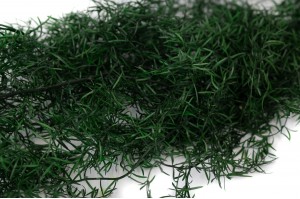 Asparagus Sprengeri stabilisé│vente aux pros│Grossiste