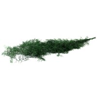 Asparagus Sprengeri stabilisé│vente aux pros│Grossiste