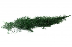 Asparagus Sprengeri stabilisé│vente aux pros│Grossiste