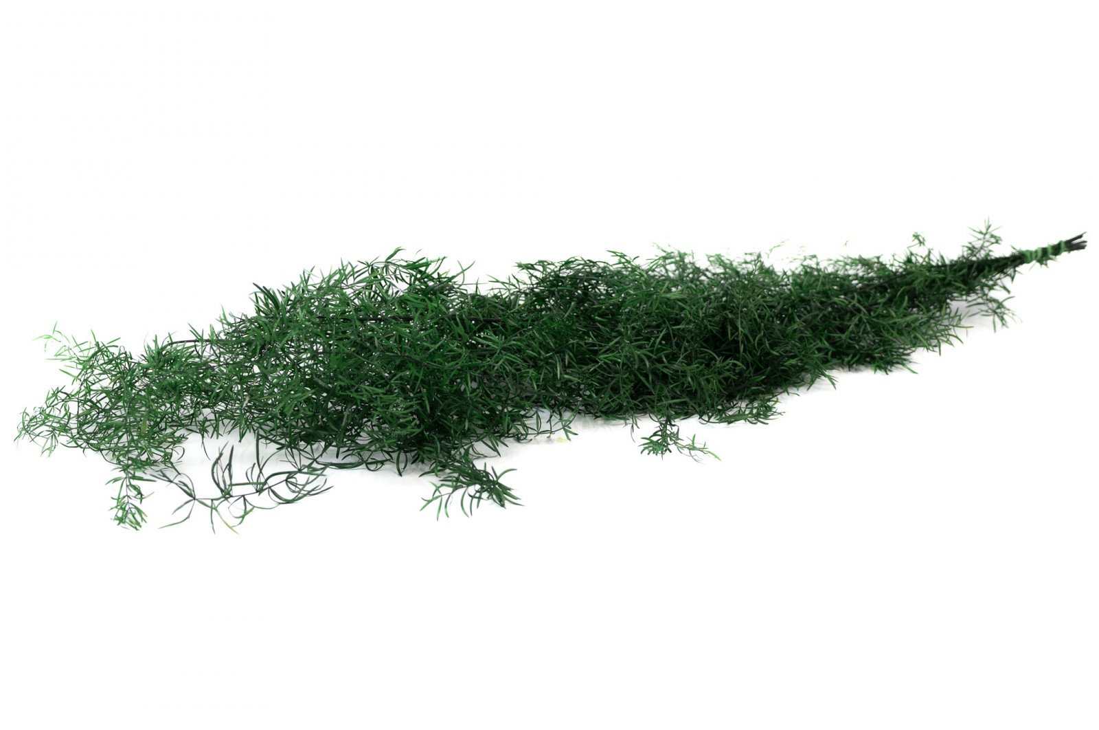 Asparagus Sprengeri stabilisé│vente aux pros│Grossiste