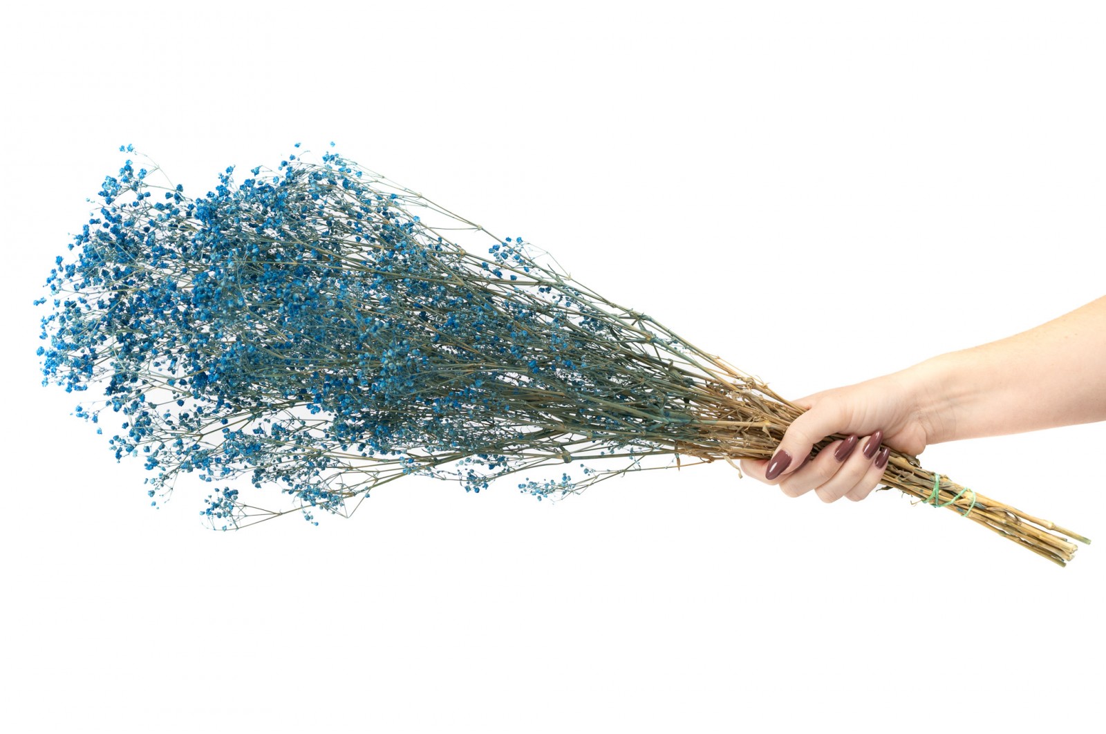 PHOCEALYS │Gypsophile stabilisé│vente aux pros│Grossiste