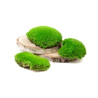 PHOCEALYS│Mousse boule stabilisée│vente aux pros│Grossiste