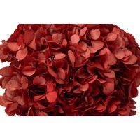 PHOCEALYS│Hortensia stabilisé│vente aux pros│Grossiste en végétaux stabilisées