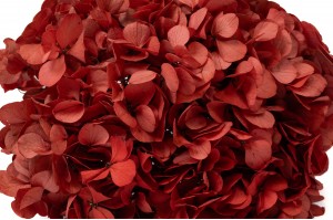 PHOCEALYS│Hortensia stabilisé│vente aux pros│Grossiste en végétaux stabilisées
