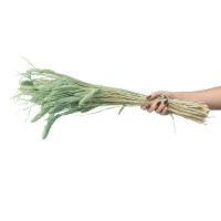 PHOCEALYS │Setaria sec│vente aux pros│Grossiste en fleurs séchées