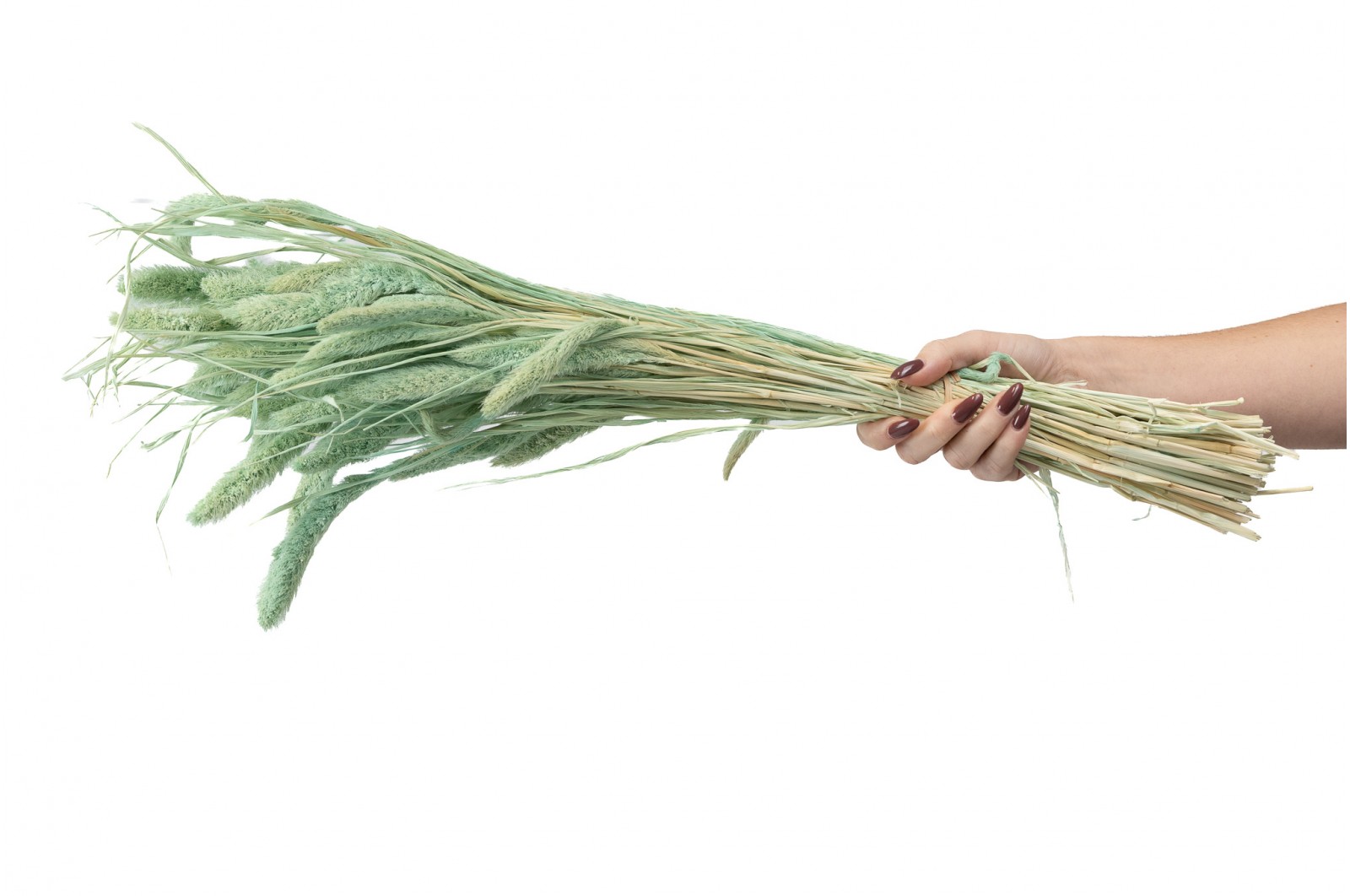 PHOCEALYS │Setaria sec│vente aux pros│Grossiste en fleurs séchées