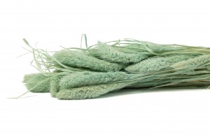 PHOCEALYS │Setaria sec│vente aux pros│Grossiste en fleurs séchées