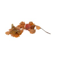 Chêne stabilisé │vente aux pros│Grossiste en végétaux stabilisés