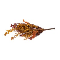 Eucalyptus cinerea stabilisé │vente aux pros│Grossiste