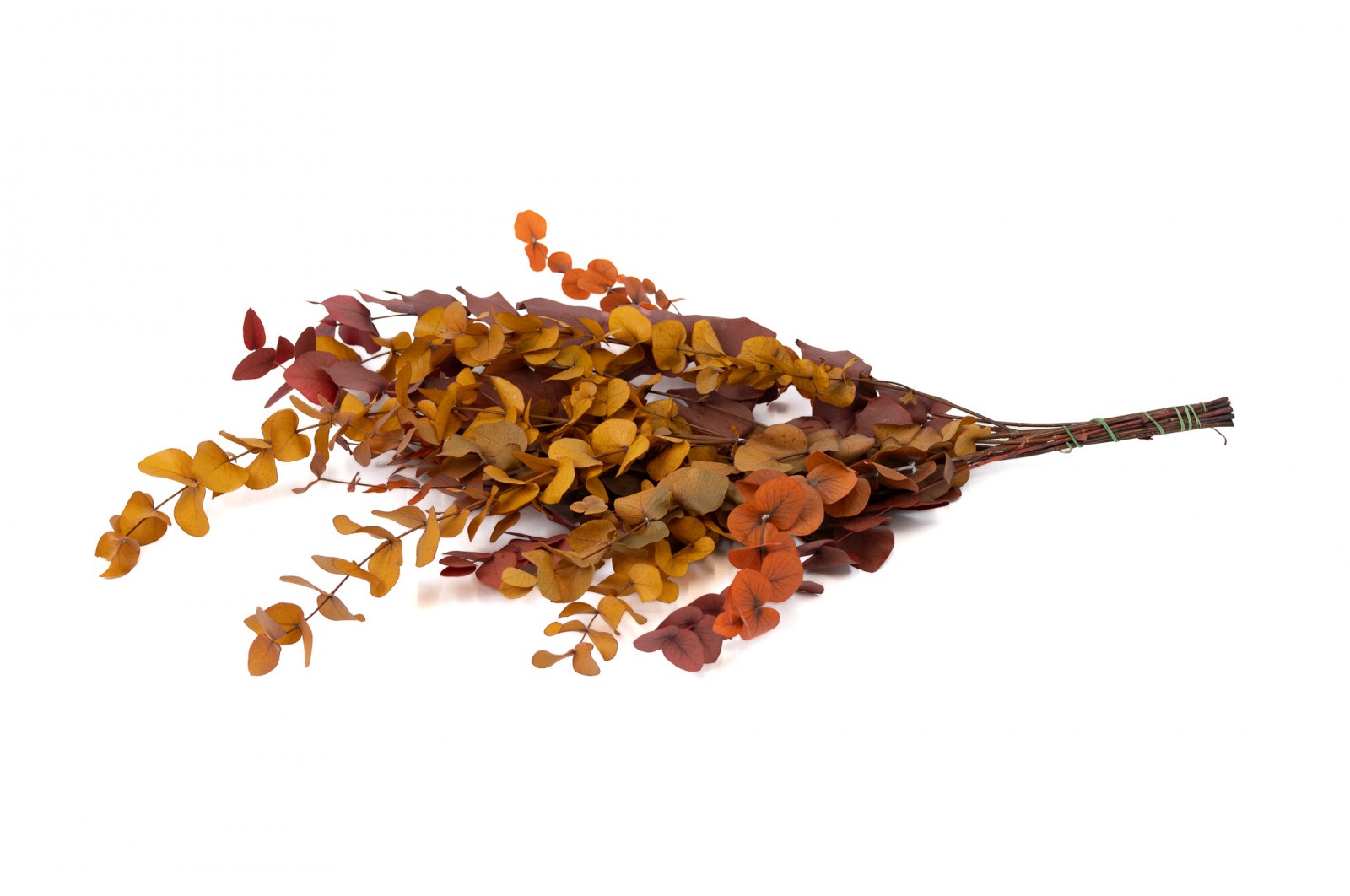 Eucalyptus cinerea stabilisé │vente aux pros│Grossiste