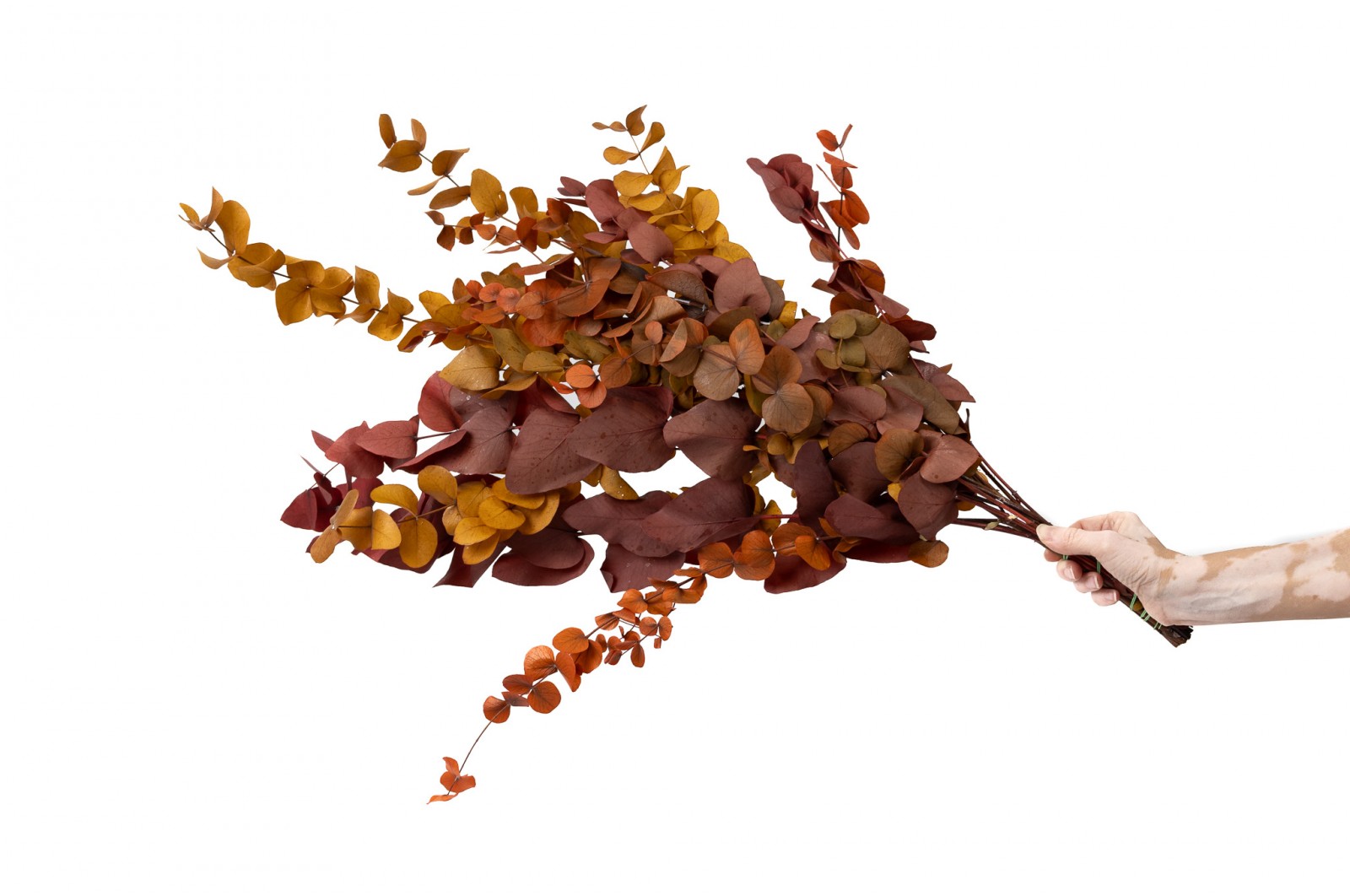 Eucalyptus cinerea stabilisé │vente aux pros│Grossiste