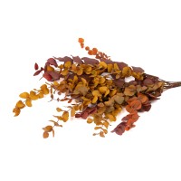 Eucalyptus cinerea stabilisé │vente aux pros│Grossiste