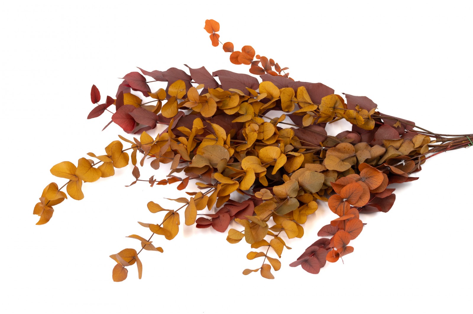 Eucalyptus cinerea stabilisé │vente aux pros│Grossiste