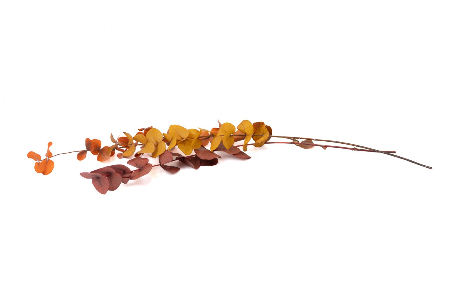 Eucalyptus cinerea stabilisé │vente aux pros│Grossiste