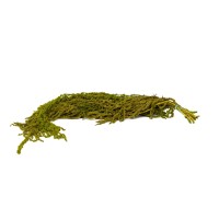 Amarante stabilisée│vente aux pros│Grossiste en végétaux stabilisées