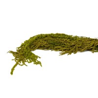 Amarante stabilisée│vente aux pros│Grossiste en végétaux stabilisées