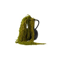 Amarante stabilisée│vente aux pros│Grossiste en végétaux stabilisées