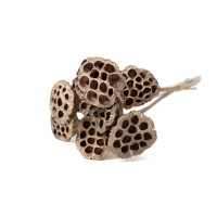 PHOCEALYS│Lotus sec│vente aux pros│Grossiste en fleurs séchées