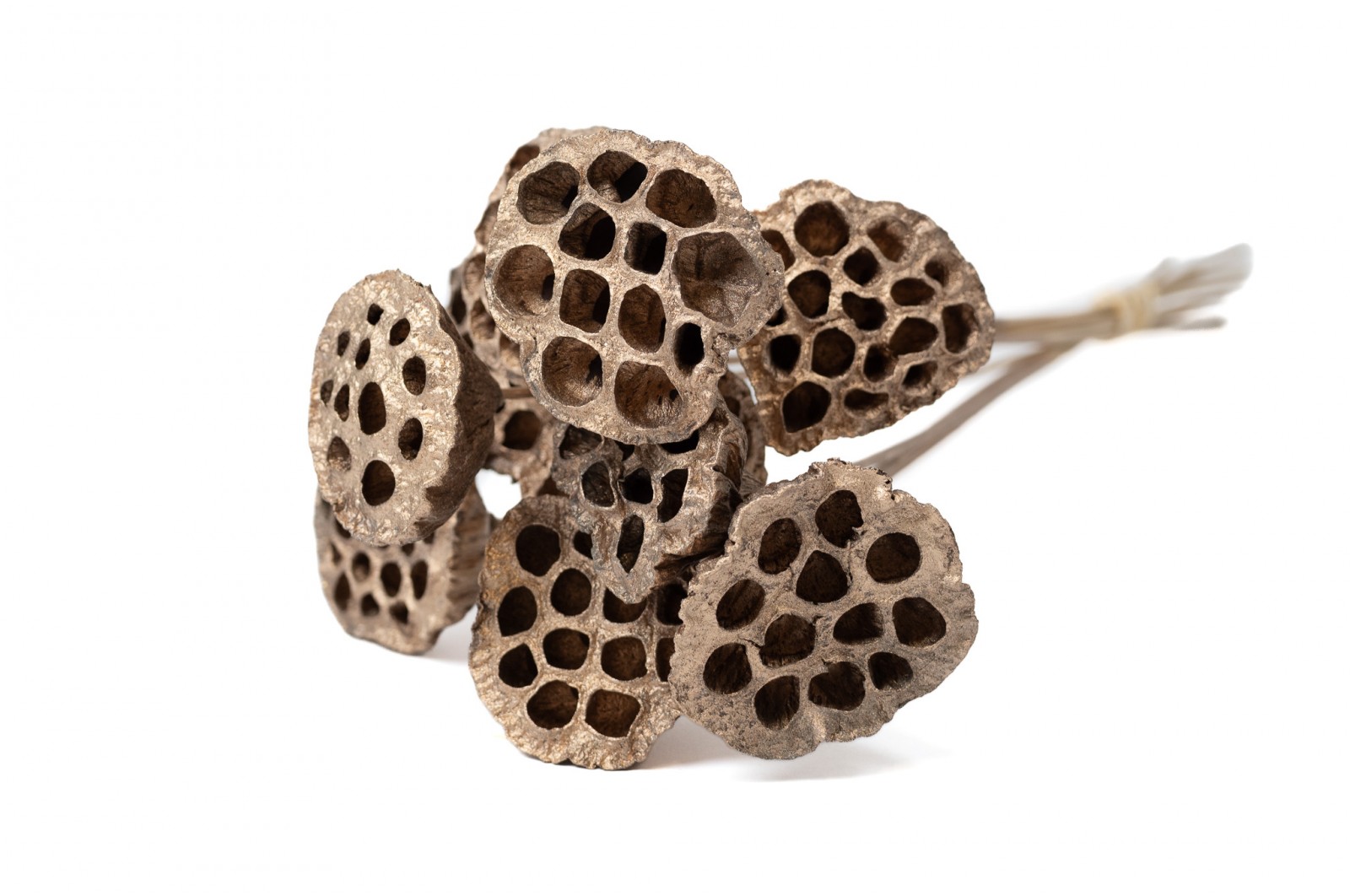 PHOCEALYS│Lotus sec│vente aux pros│Grossiste en fleurs séchées