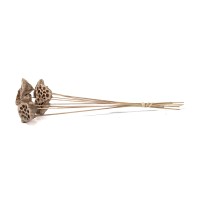 PHOCEALYS│Lotus sec│vente aux pros│Grossiste en fleurs séchées
