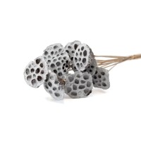 PHOCEALYS│Lotus sec│vente aux pros│Grossiste en fleurs séchées