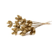 Castanopsis séchée sur tige│vente aux pros│Grossiste en fleurs séchées