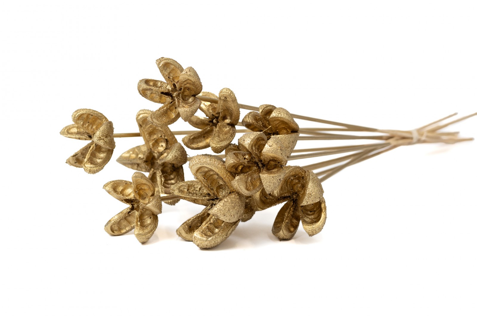 Castanopsis séchée sur tige│vente aux pros│Grossiste en fleurs séchées