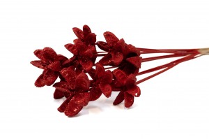 Castanopsis séchée sur tige│vente aux pros│Grossiste en fleurs séchées