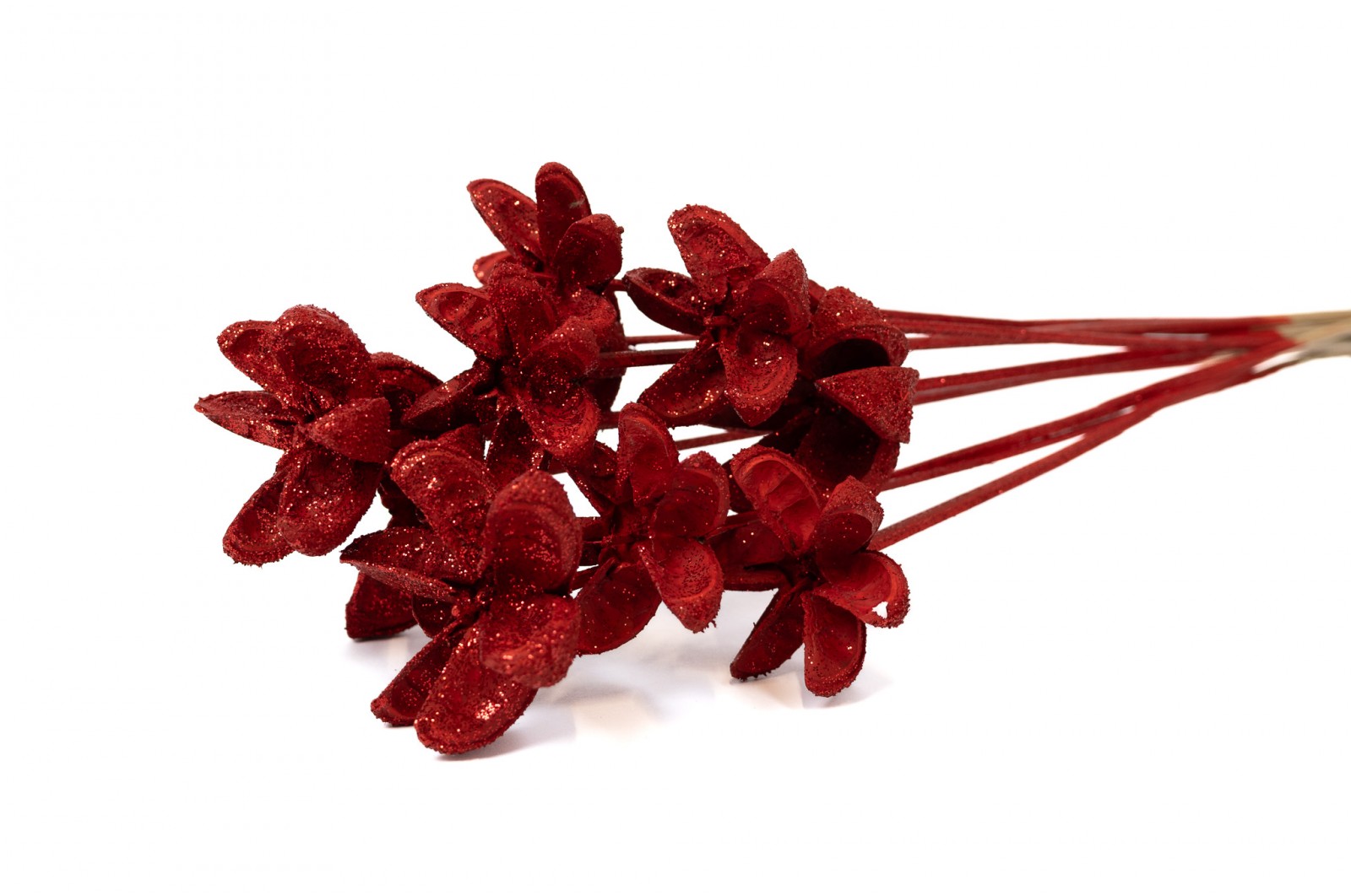 Castanopsis séchée sur tige│vente aux pros│Grossiste en fleurs séchées