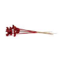 Castanopsis séchée sur tige│vente aux pros│Grossiste en fleurs séchées