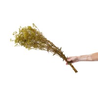 PHOCEALYS │Gypsophile stabilisé│vente aux pros│Grossiste