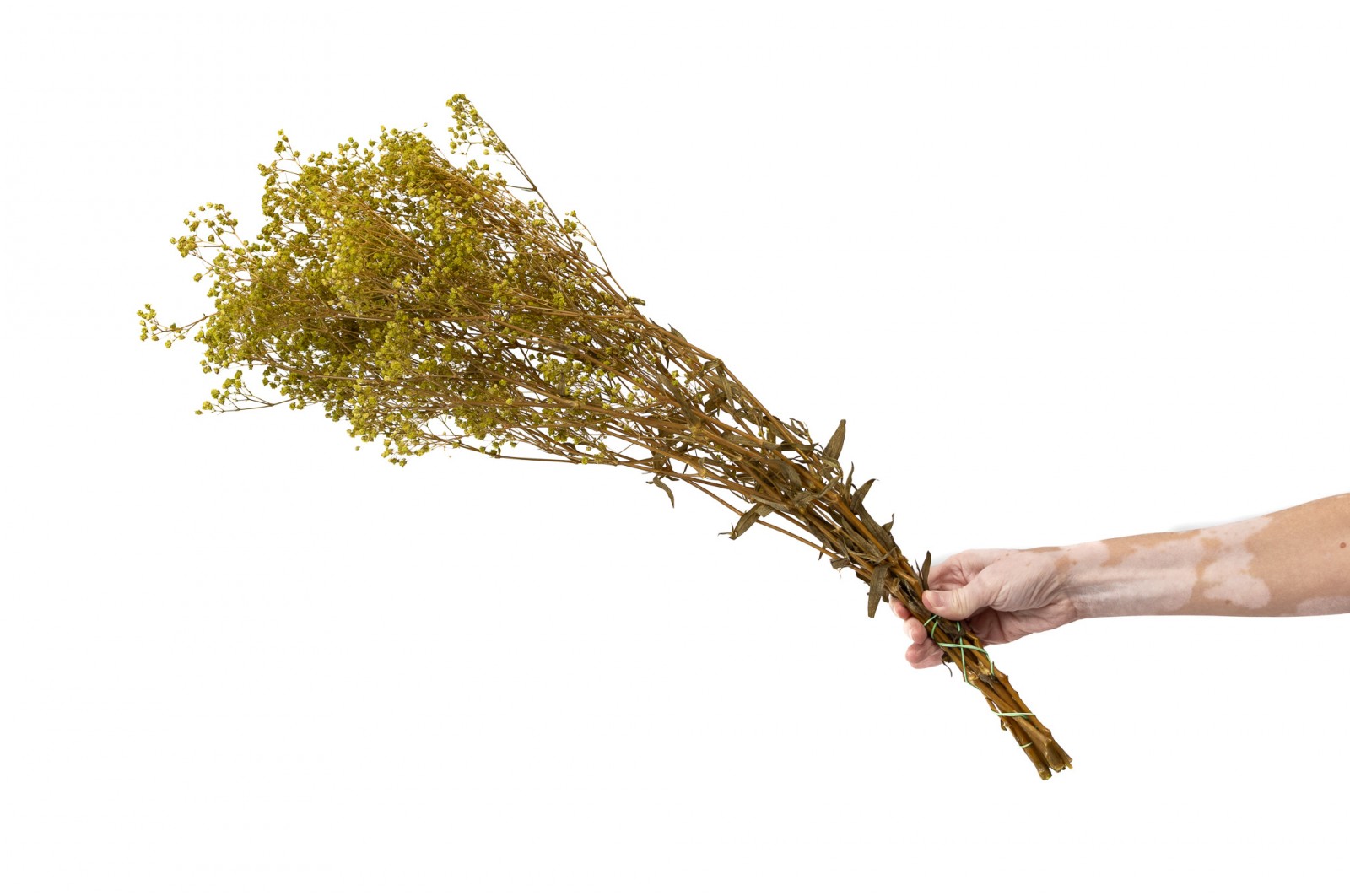 PHOCEALYS │Gypsophile stabilisé│vente aux pros│Grossiste