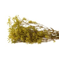 PHOCEALYS │Gypsophile stabilisé│vente aux pros│Grossiste