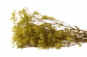 PHOCEALYS │Gypsophile stabilisé│vente aux pros│Grossiste