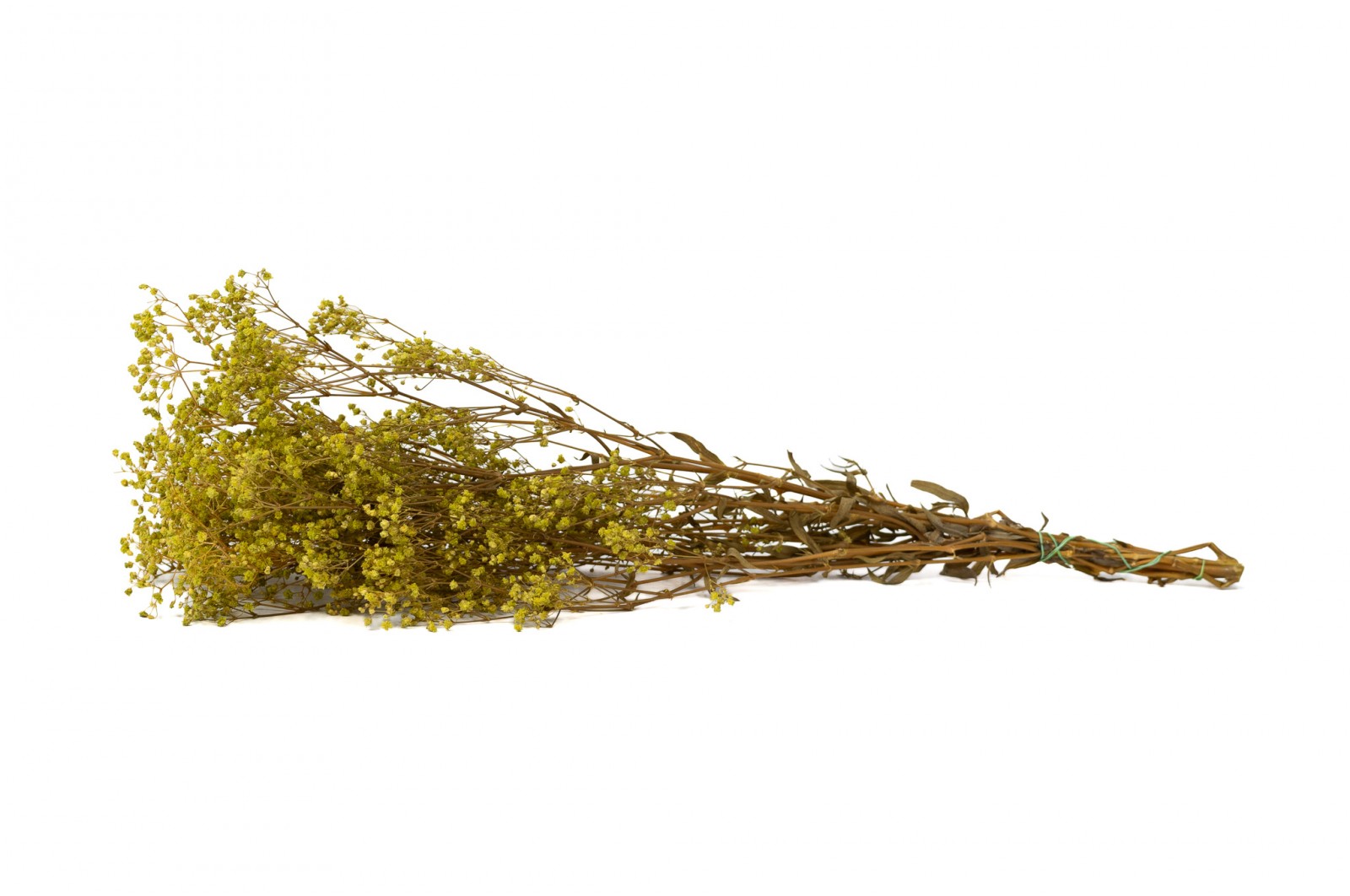 PHOCEALYS │Gypsophile stabilisé│vente aux pros│Grossiste