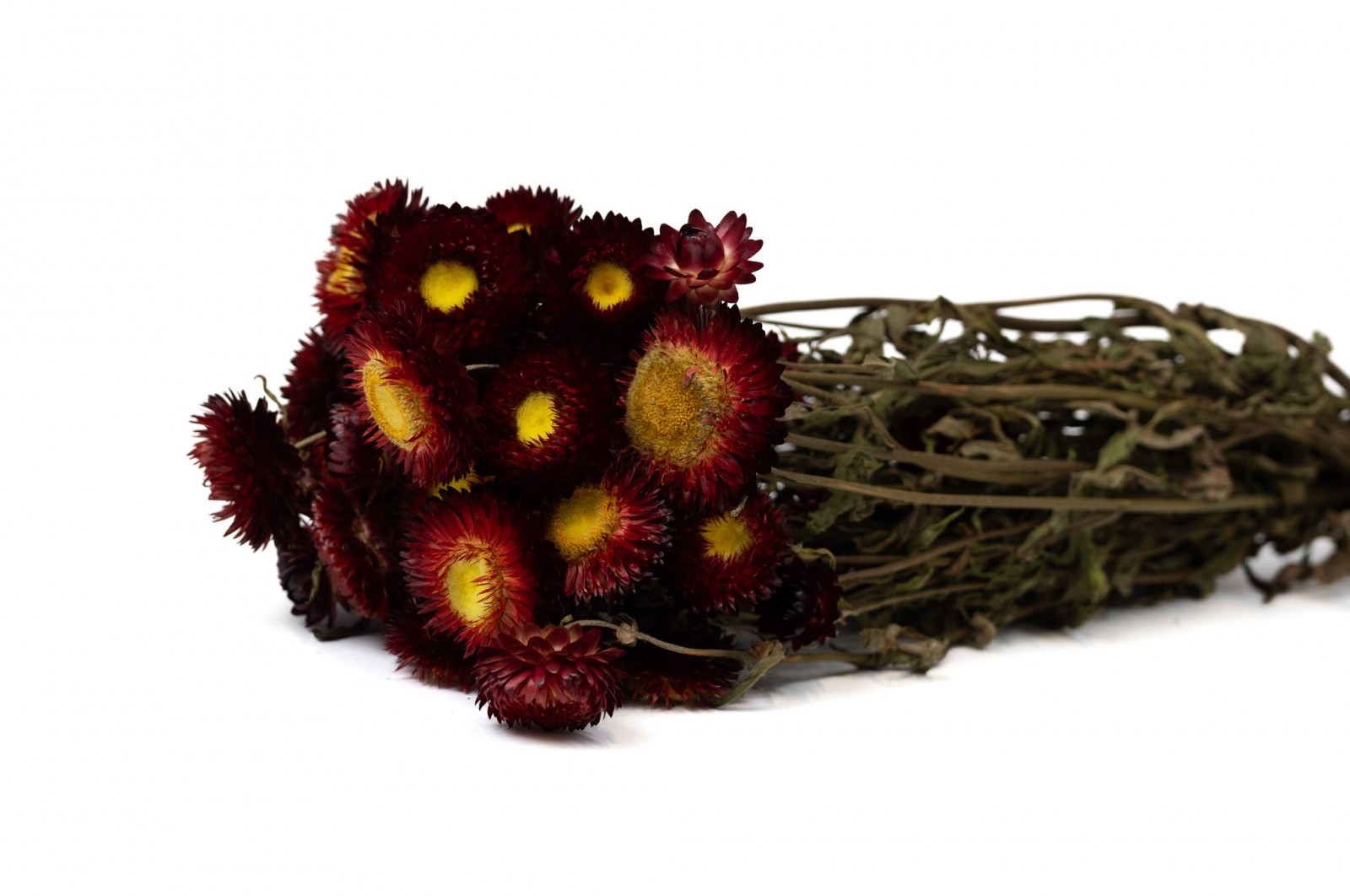 PHOCEALYS│Helichrysum sec│vente aux pros│Grossiste en fleurs séchées