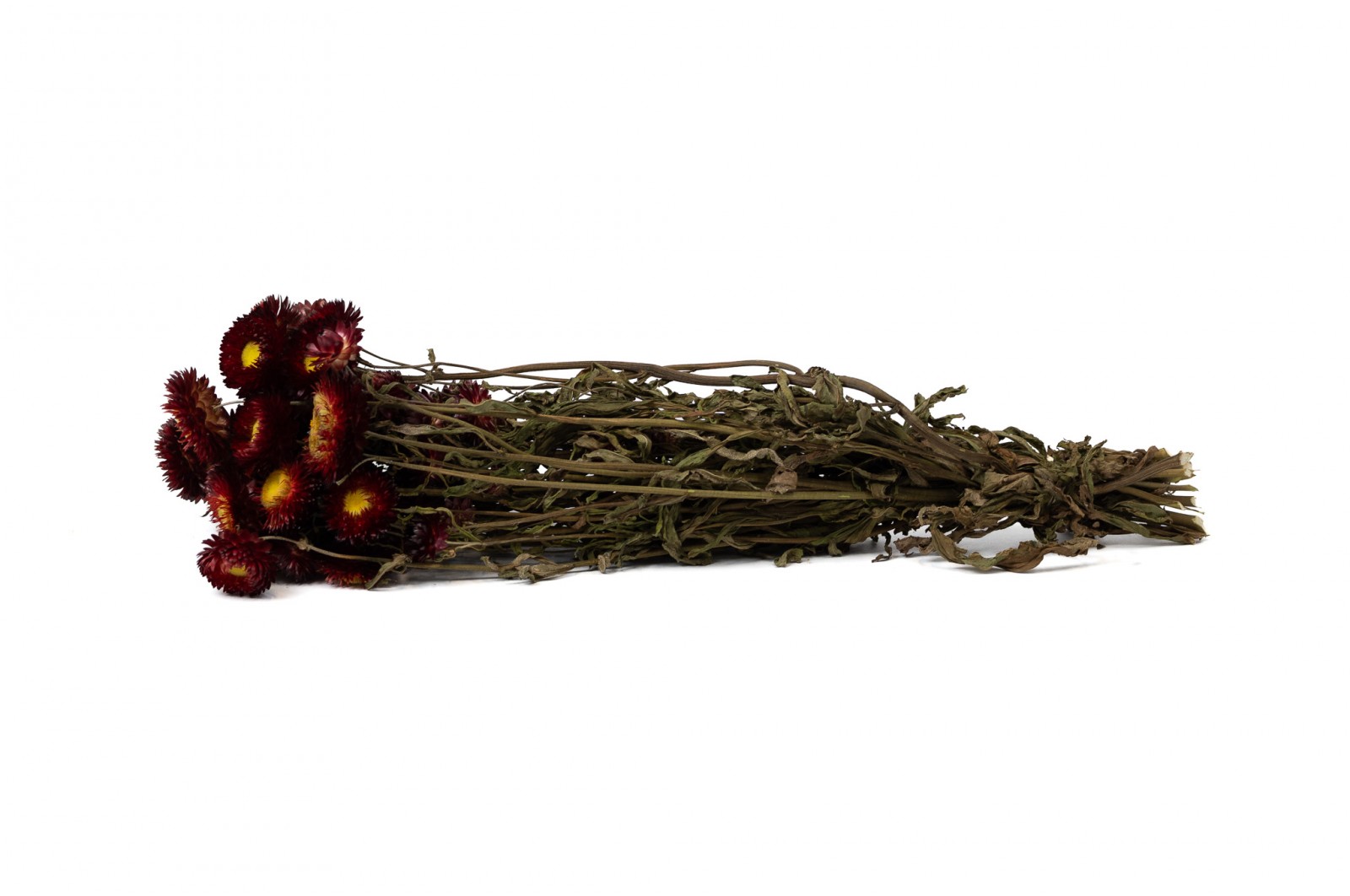 PHOCEALYS│Helichrysum sec│vente aux pros│Grossiste en fleurs séchées