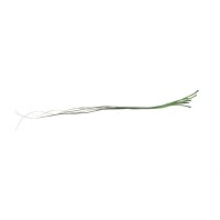 PHOCEALYS │Bear grass sec│vente aux pros│Grossiste en fleurs séchées
