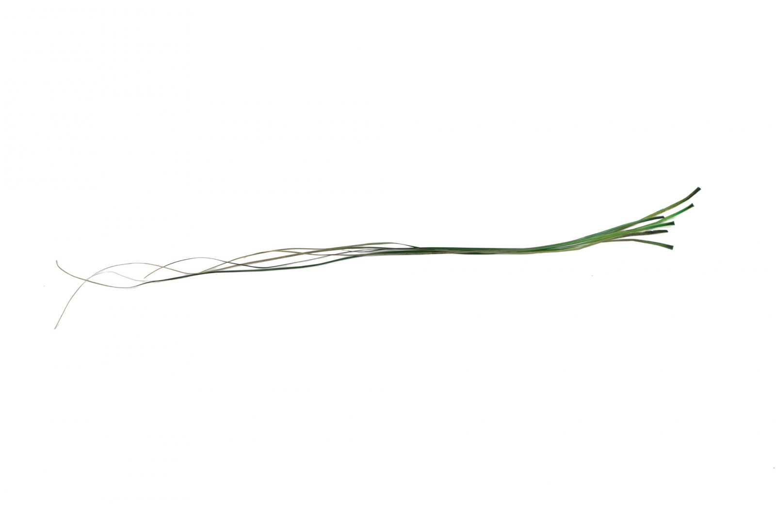 PHOCEALYS │Bear grass sec│vente aux pros│Grossiste en fleurs séchées