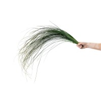 PHOCEALYS │Bear grass sec│vente aux pros│Grossiste en fleurs séchées